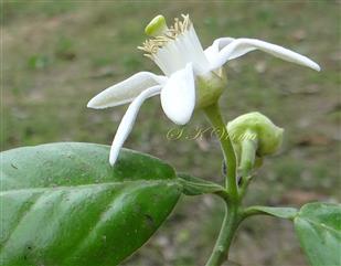  Flower-Lateral view